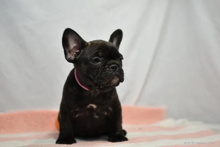 N.S 様のお迎えした子犬