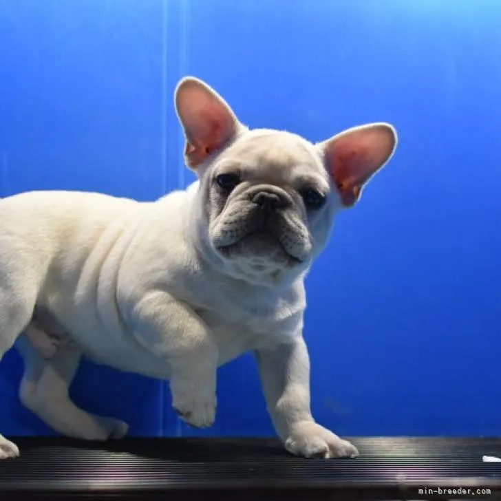 クスノセ 様のお迎えした子犬