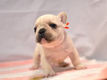 フレンチブルドッグ【愛媛県・男の子・2022年2月27日・クリーム】の写真「体型のきれいな子です。」