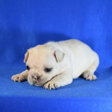 フレンチブルドッグ【愛媛県・女の子・2024年8月18日・クリーム】の写真「こわがり屋さん」