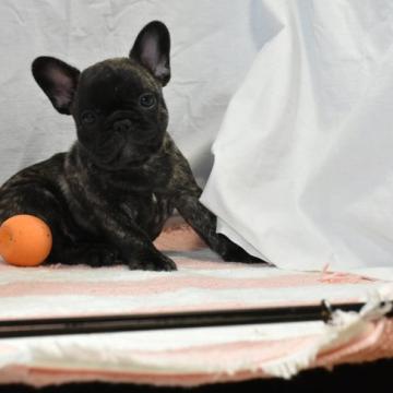 フレンチブルドッグ【愛媛県・女の子・2022年9月2日・ブリンドル】の写真「ボデーバランスは整っています」