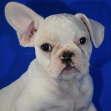 フレンチブルドッグ【愛媛県・女の子・2024年8月19日・クリーム】の写真「御鼻も、だいぶ黒くなってきました」