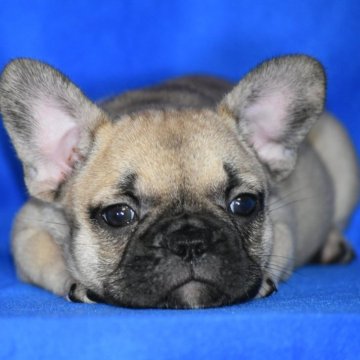 フレンチブルドッグ【愛媛県・女の子・2024年8月18日・フォーン】の写真「とても人懐っこいいい子です」