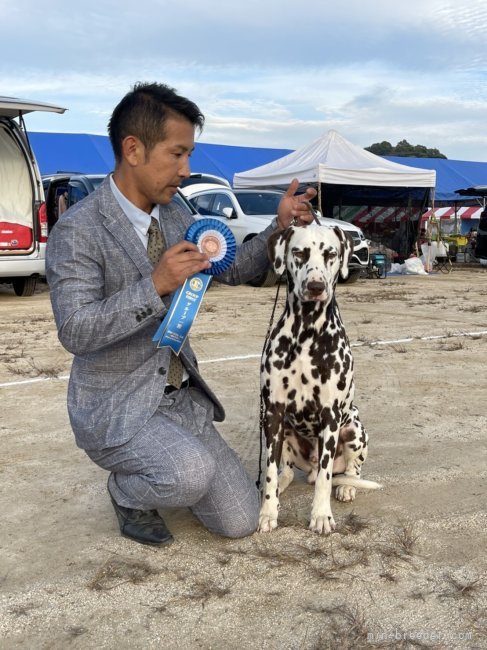 村元　章乃(むらもと　あきの)ブリーダー(広島県・ダルメシアン・JKC登録)の紹介写真9