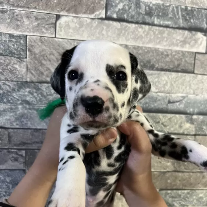 ID:2501-06224の子犬