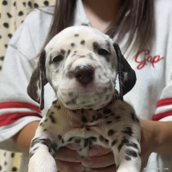 ダルメシアン【広島県・女の子・2025年9月5日・ホワイト×ブラウン】の写真1「❤️ちゃん」