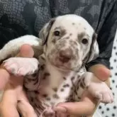 ダルメシアン
