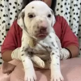 ダルメシアン