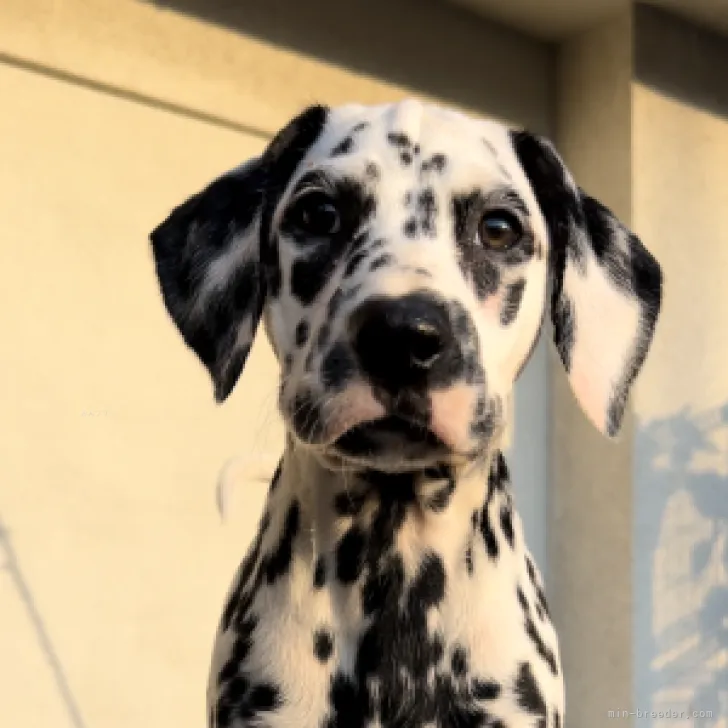 ID:2309-06070の子犬