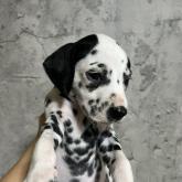 ダルメシアン