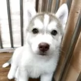 シベリアンハスキー【青森県・女の子・2025年4月10日・レッド&ホワイト】の写真5