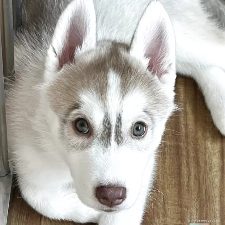 ID：2504-07682の子犬