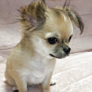 チワワ(ロング)【青森県・男の子・2025年8月6日・レッド&ホワイト】の写真「やんちゃで元気いぱっい好奇心の強い子です。」