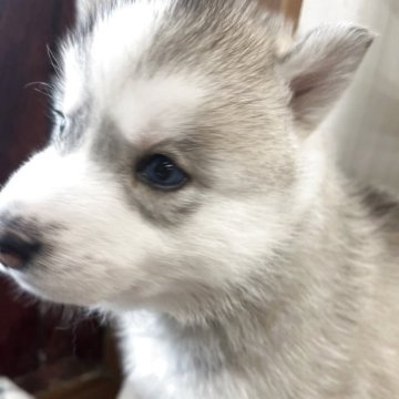 シベリアンハスキー【青森県・女の子・2025年11月3日・レッド&ホワイト】の写真「3姉妹で一番大きく、オッドアイの綺麗な子。」