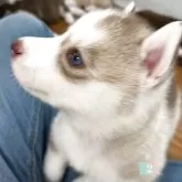 シベリアンハスキー