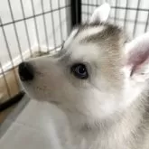 シベリアンハスキー