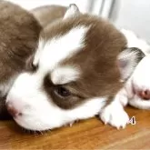 シベリアンハスキー