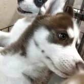 シベリアンハスキー