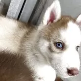 シベリアンハスキー