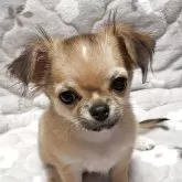 チワワ(ロング)