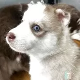 シベリアンハスキー