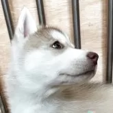 シベリアンハスキー