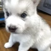 シベリアンハスキー