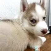 シベリアンハスキー