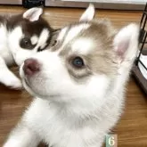 シベリアンハスキー【青森県・女の子・2025年4月10日・レッド&ホワイト】の写真8