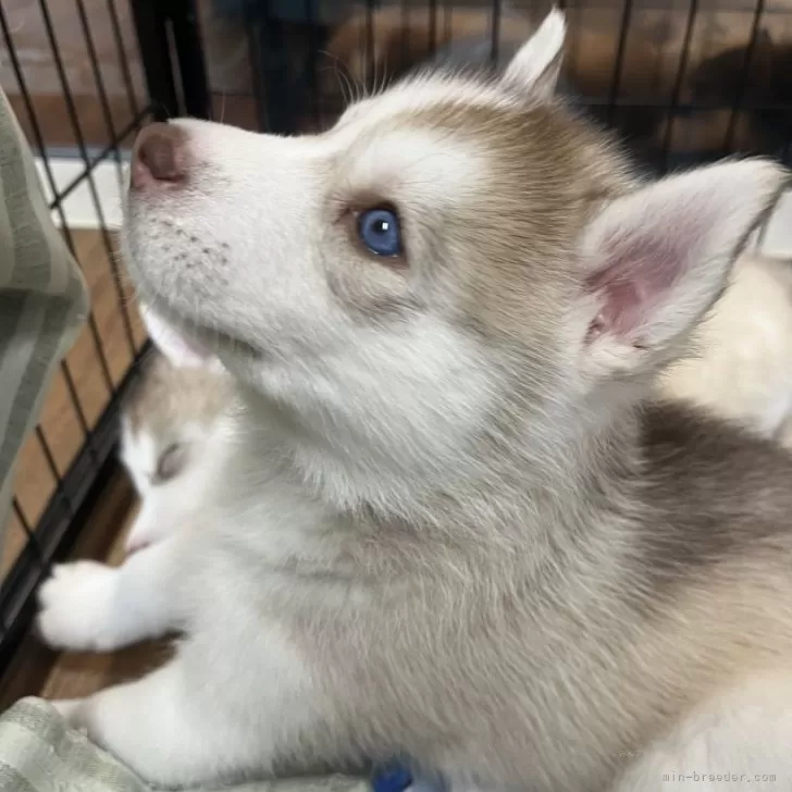 ID:2410-06382の子犬