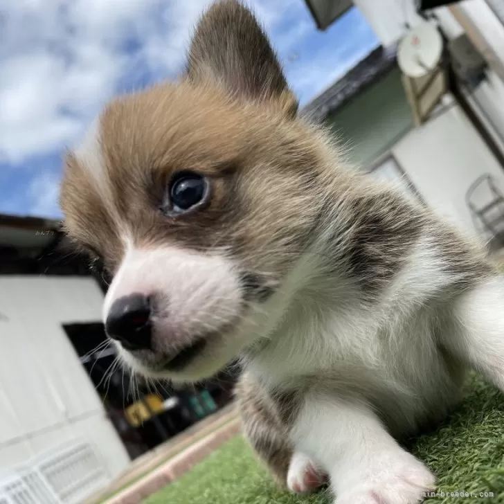 ルッチー 様のお迎えした子犬