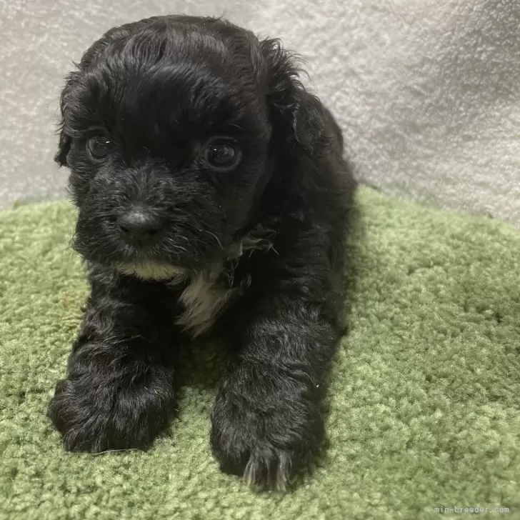 シープー(トイプードル×シーズー)【広島県・男の子・2025年3月1日・ブラック】の写真1