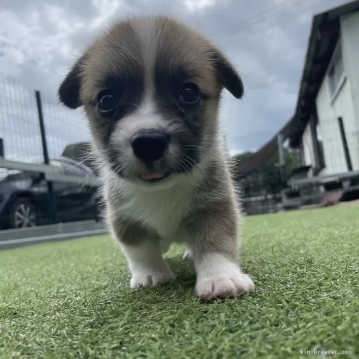 ID：2509-08135の子犬