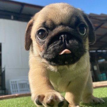 パグ【広島県・女の子・2025年9月3日・フォーン】の写真「ムチコロで可愛い女の子」