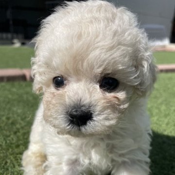 ビションプー(トイプードル×ビションフリーゼ)【広島県・男の子・2025年9月19日・ホワイトチビ】の写真「父母共に毛量があり、この子もふわふわです」