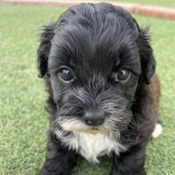 シープー(トイプードル×シーズー)【広島県・男の子・2025年10月24日・ブラック】の写真「のんびりな男の子」