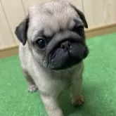 パグ
