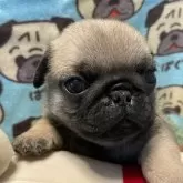 パグ