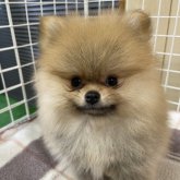 ポメラニアン