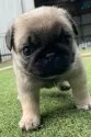 パグ【広島県・女の子・2025年10月12日・フォーン】の写真4