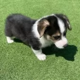 ウェルシュ・コーギー・ペンブローク【広島県・男の子・2025年3月12日・トライカラー】の写真4