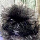 ペキニーズ