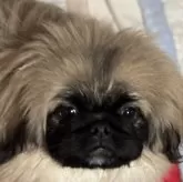 ペキニーズ【神奈川県・男の子・2024年7月19日・フォーンブラックマスク】の写真1「イケメン毛量多い男の子。」