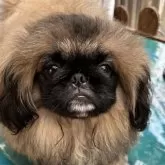 ペキニーズ
