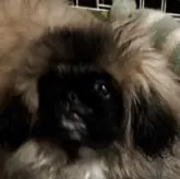 ペキニーズ