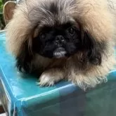 ペキニーズ