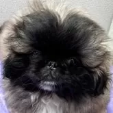 ペキニーズ