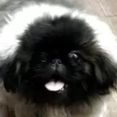 ペキニーズ