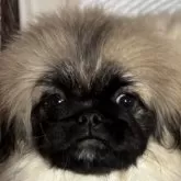 ペキニーズ【神奈川県・男の子・2024年7月19日・フォーンブラックマスク】の写真2「正面。」