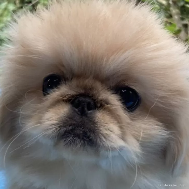 ID:2408-02549の子犬